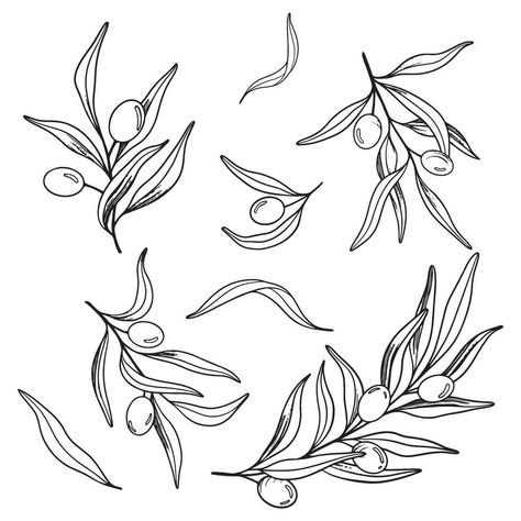 Sketch set of olive branch with berries and leaves. Hand drawn vector line art illustration. Black and white drawing of the symbol of Italy or Greek for cards, design logo, tattoo. Green Olive Drawing, Olive Branch Heart Tattoo, Olive Branch Line Tattoo, Greek Flowers Drawing, Greek Illustration Art, Olive Branch Pattern, Olive Line Drawing, Olive Branch Line Art, Laurel Branch Tattoo