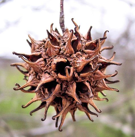 sweet gum tree | Sweet Gum Tree Pod | Flickr - Photo Sharing! Sweet Gum Tree, Tree Unit, Maple Seed, Fairy Flowers, Seed Art, Sweet Gum, Mojo Bags, Gum Tree, Energy Blocks