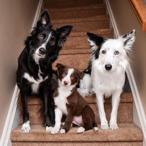 Rescue Puppies, Collie Puppies, Dog Tie, Border Collie Puppies, Funny Animal Photos, Australian Shepherds, Border Collie Dog, West Highland Terrier, Border Collies