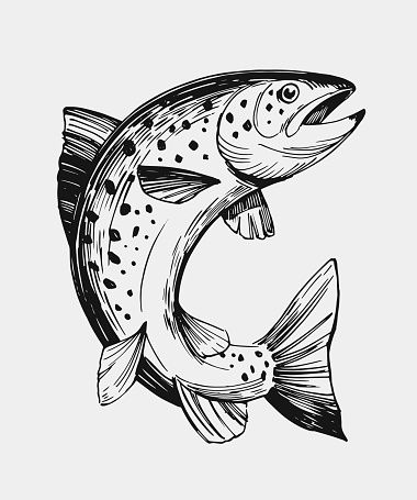 Salmon Drawing, Salmon Tattoo, Trout Art, Fish Sketch, Beautiful Pencil Drawings, Fish Salmon, Fly Fishing Art, Fish Drawing, Sketching Tips