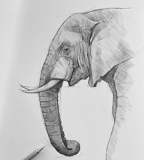 Elephant Sketch, Sketch Simple, Art Sketches Pencil, Sketch Drawing, Animal Drawings, You Choose, Art Sketches, The Old, Sketch Book