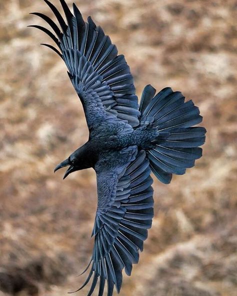 Crow Raven Reference Photo, Crows Wings, Raven Photo, Raven Photography, Raven Flying, Flying Raven, Raven Pictures, Crow Pictures, Regard Animal