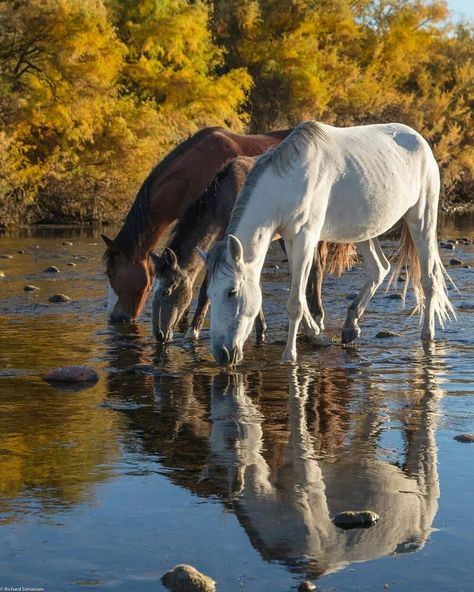 Horse Water, Beautiful Horses Photography, Most Beautiful Horses, Majestic Horse, Fun Photos, All The Pretty Horses, Clydesdale, Cute Horses, Horse Photos