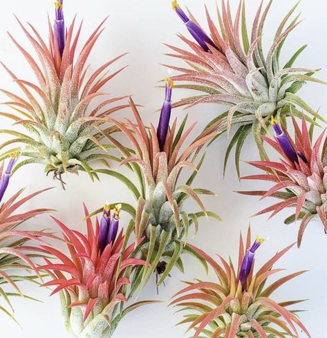 Succulents Growing, Replanting Succulents, Types Of Air Plants, Air Plants Diy, Air Plant Garden, Air Plants Decor, Alien Plants, Air Plants Care, Moss Plant