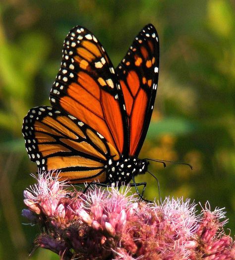 Borboleta Tattoo, Beautiful Butterfly Photography, Flying Flowers, Moth Caterpillar, Butterfly Images, Butterfly Photos, Beautiful Bugs, Butterfly Pictures, Desenho Tattoo