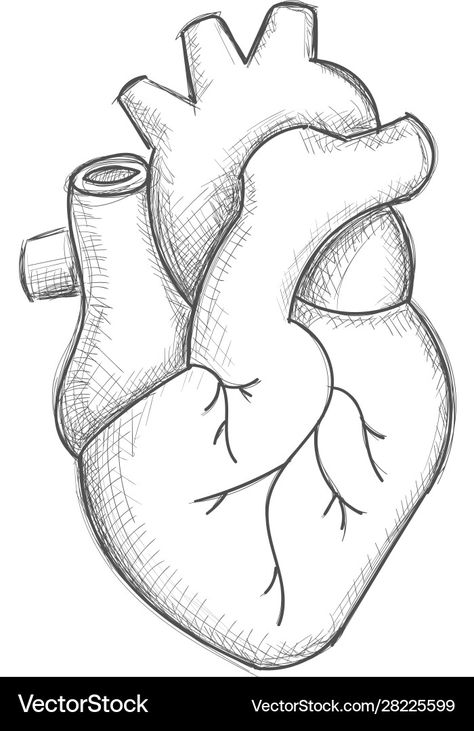 Croquis, Human Heart Sketch, Heart Anatomy Drawing, Heart Pencil Drawing, Easy Heart Drawings, Heart Sketches, Human Heart Drawing, Cute Heart Drawings, Science Drawing