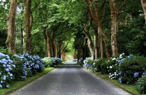 Drive Ways, Beautiful Driveways, Driveway Entrance Landscaping, Tree Lined Driveway, Driveway Entrance, Driveway Design, Driveway Landscaping, Long Driveways, Landscape Designs