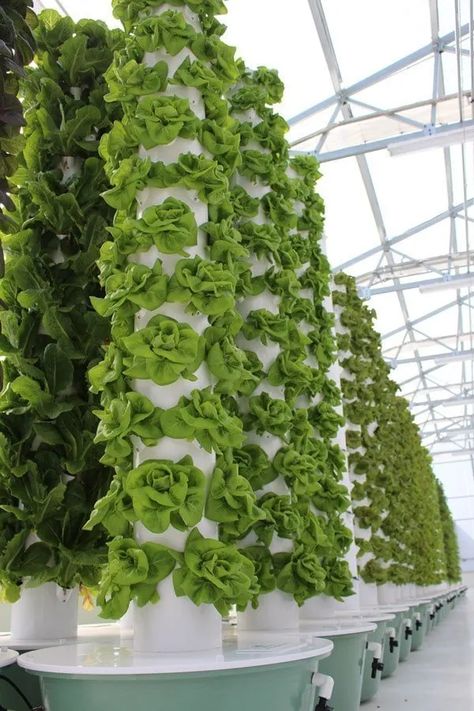 Tower Garden Leafy Greens | Tower Garden Herbs | Agrotonomy Aeroponic Tower, Hydroponic Tower, Hydro Gardening, Design Garden Ideas, Green Tower, Tomato Farming, Garden Herbs, Vertical Garden Wall, Vertical Farming