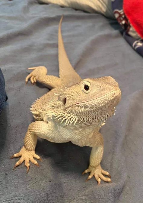 Pet Bearded Dragon Aesthetic, Bearded Dragon Photography, Bearded Dragon Tank Setup, Breaded Dragon, Lizard Habitat, Baby Beard, Bearded Dragon Enclosure, Bearded Dragon Funny, Lizard Dragon