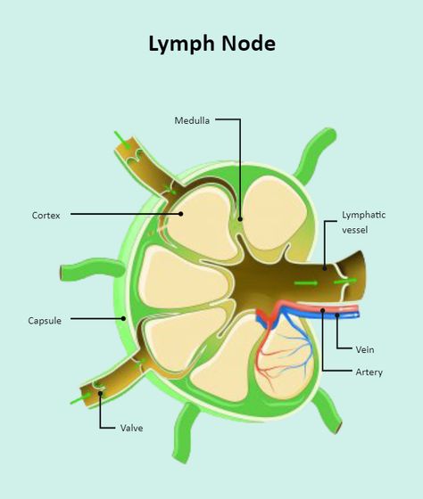 Lymph Node Labeled Lymph Nodes Anatomy, Biomedical Illustration, Science Diagram, Diagram Ideas, Rough Drawing, Science Diagrams, Lymph Node, Notes Stickers, Nose Reshaping