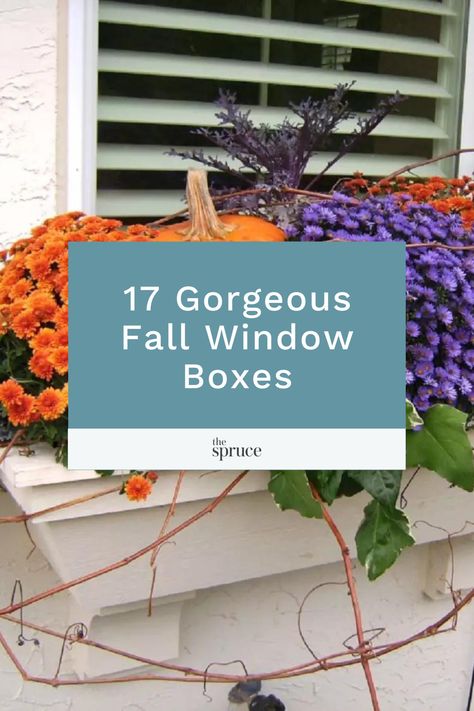 The multicolored mums and slightly hidden pumpkin make this fall window box a beautiful sight. Fall Window Box Planter Ideas, Fall Windows Boxes, Window Boxes Fall Autumn, Outdoor Fall Window Boxes, Fall Planter Boxes Front Porches, Fall Flower Box Decor, Winter Window Flower Box Ideas, Call Window Boxes, Mums In Flower Boxes