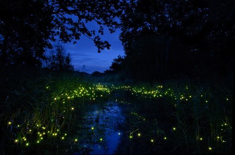 500 LEDs Resemble Glowing Fireflies at Night - My Modern Metropolis Firefly Photography, Firefly Lights, Modern Metropolis, Night Art, Light Installation, Night Aesthetic, Nature Aesthetic, Art Festival, Firefly