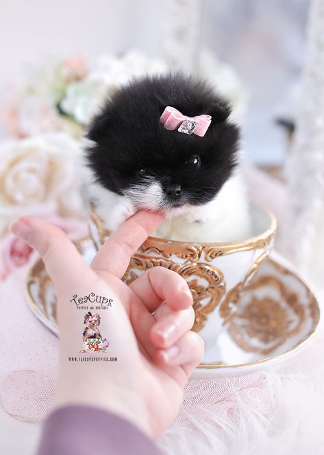 Shihpoo #019 | Teacup Puppies & Boutique Small Dog Tattoo, Dogs Tattoo Ideas, Dog Ear Tattoo, Chinese Crested Puppy, Dog Pfp, Puppies Teacup, Small Dog Tattoos, Pomeranian Chihuahua, Pitbull Dogs