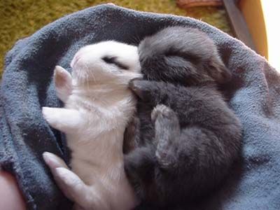 Which one is cuter? Hamsters, Baby Bunnies, Sleeping Bunny, Sleeping Animals, Black Bunny, Cute Creatures, Sweet Animals, Cute Bunny, Animals Friends