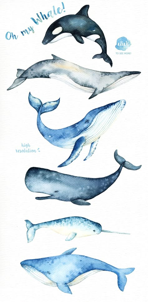 Marine Watercolor, Blue Whale Illustration, Whales Illustration, Whale Clipart, Mammals Animals, Whale Watercolor, Whale Drawing, Whale Illustration, Vintage Clip Art