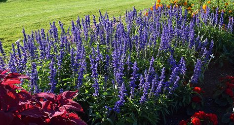 20 Plants That Like Full Sun & Heat (Heat Tolerant Plants) | Proven Winners Landscaping Full Sun Front Yard, Full Sun Border Plants, Front Yard Landscaping Design Layout Full Sun, Arizona Plants Full Sun, Thrill Fill Spill Combinations Full Sun, Border Plants Full Sun, Plants For Hot Weather, Full Sun Garden Ideas, Full Sun Drought Tolerant Plants