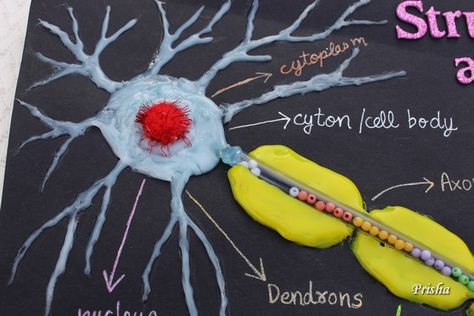 Cards ,Crafts ,Kids Projects: How to make a Neuron Model Neuron Model, Neuron Structure, Cell Model Project, Structure Art, Medical Projects, Science Exhibition, Recycling Crafts, Science Models, Pink Pom Poms