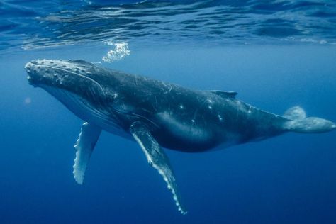 Underwater Whale Photography, Marine Animal Photography, Whales In The Ocean, Whale Reference Photo, Ocean Animal Photography, Blue Whale Photography, Whale Side View, Blue Whales Photography, Blue Whale Aesthetic