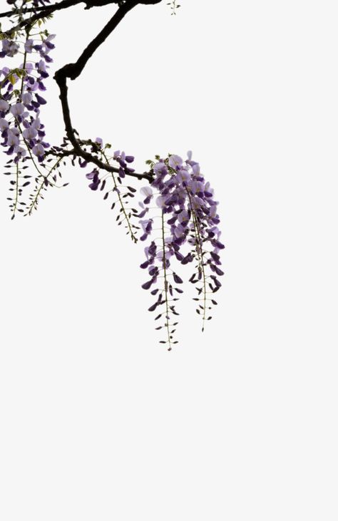 Wisteria Drawing, Wisteria Branch, Wisteria Tattoo, Crane Tattoo, Lily Flower Tattoos, Wisteria Tree, Jacaranda Tree, Purple Wisteria, Wreath Illustration