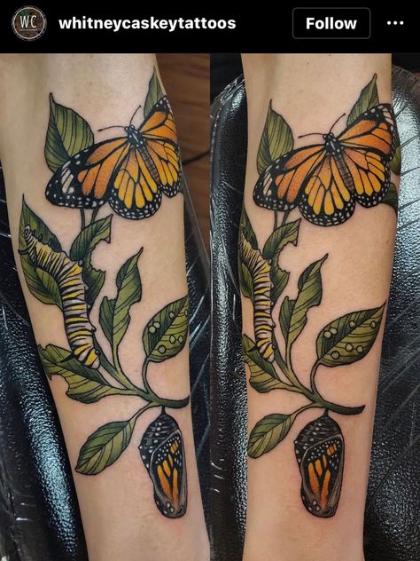 Monarch Butterfly Life Cycle Tattoo, Monarch Life Cycle Tattoo, Fiery Butterfly Tattoo, Monarch Neck Tattoo, Monarch Butterfly Wrist Tattoo, Stages Of A Butterfly Tattoo, Butterfly Milkweed Tattoo, Monarch Caterpillar Tattoo, Butterfly Coming Out Of Cocoon Tattoo