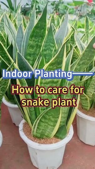 105K views · 1.8K reactions | How to take care snake plant #garden #homegarden #houseplants #indoorplants #indoorgarden #gardening #snakeplant #reelsfypシ #viralreelsシ | Indoor Planting Tips and Garden | Indoor Planting Tips and Garden · Original audio Snake Plant Garden, Snake Plant Varieties, Indoor Planting, Snake Plant Care, Planting Tips, Snake Plants, Household Plants, Plant Pests, Plant Care Houseplant