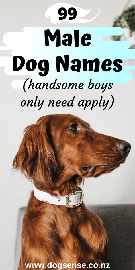 Alcohol Dog Names, Male Dogs Names Unique, Puppy Names Boy Unique, Best Dog Names Boys, Strong Dog Names Male, Names For Dogs Boys, Unique Puppy Names Male, Male Dog Names Unique With Meaning, Make Dog Names