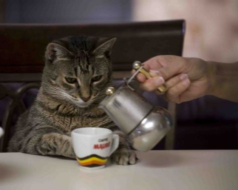 So, this is a picture of my cat drinking coffee. PHOTO REPLY WITH A PICTURE OF YOUR PET DOING PEOPLE THINGS! (Drag a picture from your computer to this post) Coffee Meme, Coffee Talk, Coffee Obsession, Cat Drinking, Animals Funny, Rough Day, Coffee Is Life, Coffee Coffee, Cat Coffee