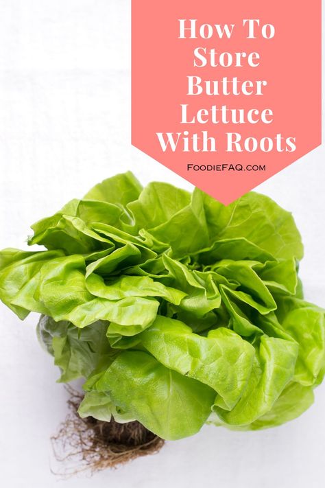 Perhaps you just got home from the store with your first container, and you are wondering how to store butter lettuce with roots? Butter Lettuce Recipes, Storing Veggies, Lettuce Recipes, Butter Lettuce, Head Of Lettuce, How To Store, Hydroponics, The Store, Fruits And Vegetables