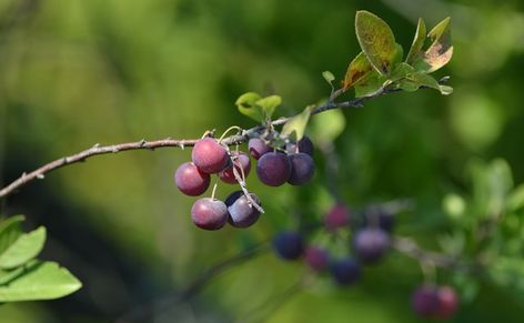 Plum Jelly Recipe, Plum Jam Recipes, Plum Juice, Beach Plum, How To Make Jelly, Plum Recipes, Jelly Recipe, Foraged Food, Plum Jam