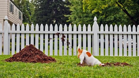 You have a dog and want to save your yard? Tips to maintain that lush beautiful yard and maintain the value of your home. Keep Dogs From Digging, Stop Dogs From Digging, Puppy Obedience Training, Positive Dog Training, Easiest Dogs To Train, Dog Behavior Problems, Basic Dog Training, Dog Training Advice, Dog Training Videos