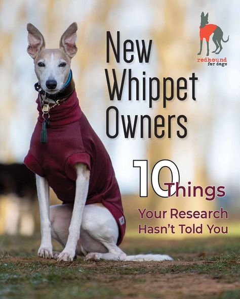 Fawn Whippet, Whippets Dog, Whippet Dog Puppy, Whippet Puppy, Whippet Mix, Whippet Puppies, Italian Greyhound Dog, Dog With A Blog, Hound Puppies