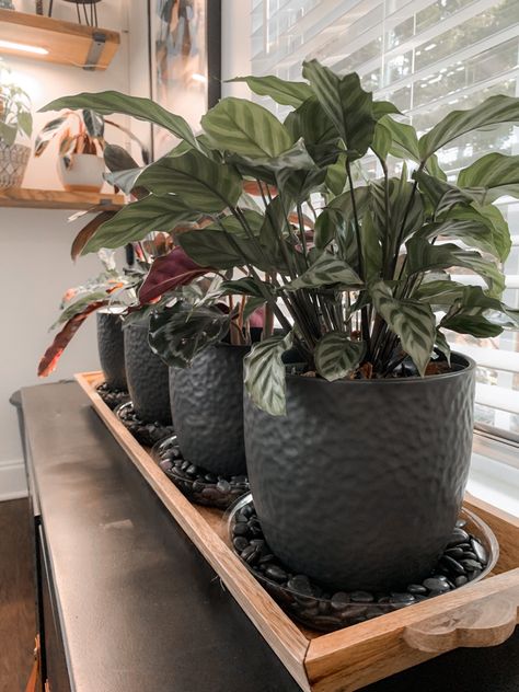 Place the river rocks or pebbles in a plastic plant tray and fill with water to add extra humidty for your plants Plant Trays, Types Of Houseplants, Zebra Plant, Plant Tray, Plants Are Friends, Tray Diy, Indoor Plant Care, Bathroom Plants, Fruit Garden