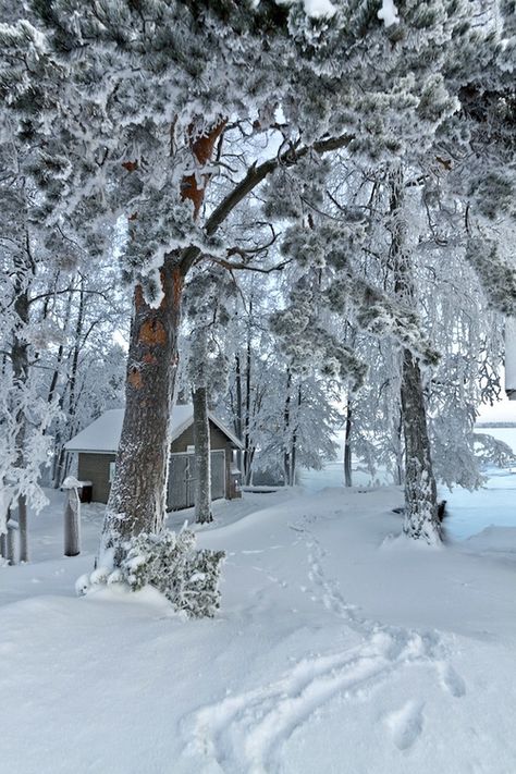 White winter Christmas Street, A Cabin In The Woods, I Love Snow, Snow Pictures, Winter Schnee, Snow Tree, Snow Covered Trees, Winter Szenen, I Love Winter