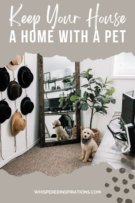 If you're looking to add a new member to the family, there are things to consider. Here is how to keep your house a home with a pet. Pet Friendly Furniture, Astro Turf, Dog Tips, Positive Reinforcement, Pet Home, Large Animals, Home Look, Outdoor Living Space, Dog Friends