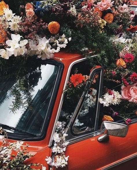 Car With Flowers, No Rain, Black Mamba, Red Aesthetic, Beautiful Blooms, Flower Child, Love Flowers, Botany, My Flower