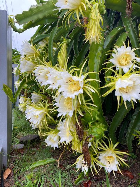 Dragon fruit flowers Dragon Fruit Flower, Dragon Fruit Plant, Forest Life, Fruit Flowers, Unusual Flowers, Botanical Beauty, Daily Drawing, Urban Environment, Cactus Flower