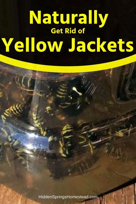 Homemade Yellow Jacket Trap, Yellow Jacket Bee, Yellow Jacket Trap, Getting Rid Of Bees, Wasp Repellent, Get Rid Of Wasps, Wasp Traps, Bee Traps, Yellow Jackets