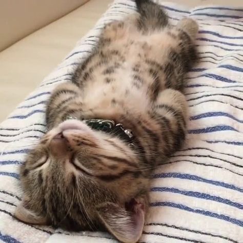 "Happy kitty sleepy kitty purr purr purr" http://ift.tt/2tsNcoR Sleepy Kitty, Sleeping Kitten, Söt Katt, Sleepy Cat, Cute Cats And Kittens, Kitty Kitty, Funny Animal Pictures, Tabby Cat, Cute Kittens