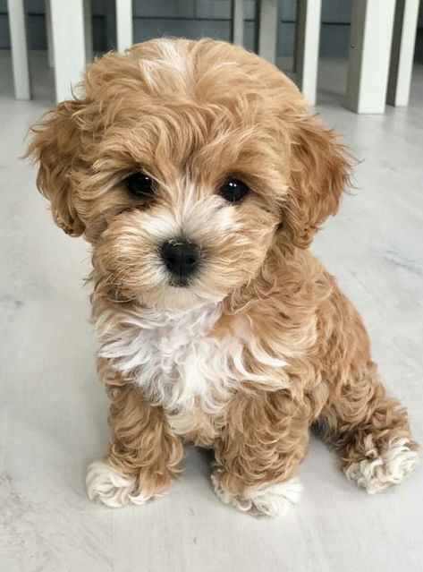 Animales Aesthetic, Maltipoo Dog, Cute Small Dogs, Puppy Grooming, Very Cute Puppies, Maltipoo Puppy, Super Cute Puppies, Cute Small Animals, Cute Animals Puppies