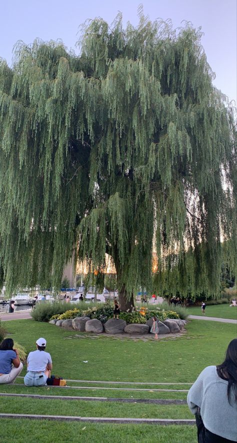 Weeping Willow Backyard, Willow Tree House, Large Willow Tree, Weeping Willow Tree Landscape, Weeping Willow Tree Aesthetic, Willow Tree Aesthetic, Willow Tree Wallpaper, Tree Aesthetic Wallpaper, Willow Tree Photography