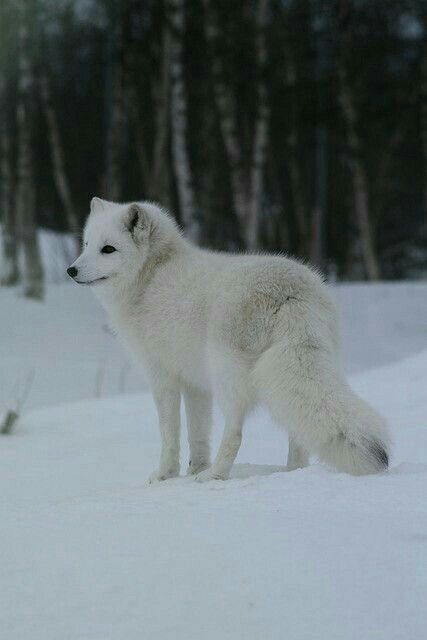 Fox Images, Fox Pictures, Cut Animals, Nature Park, Pet Fox, Winter Animals, Arctic Animals, Arctic Fox, Wild Dogs