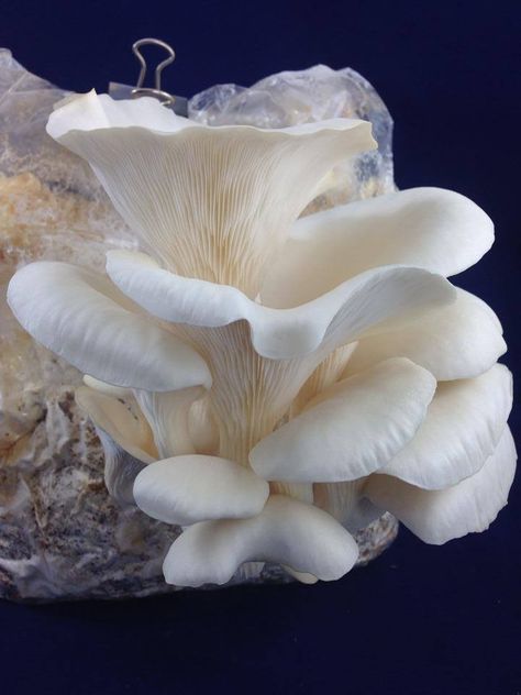 How To Grow Mushrooms, White Elm, Grow Mushrooms, Mushroom Poster, Mushroom Growing, Mushroom Pictures, Oyster Mushroom, Mannequin Art, Oyster Mushrooms