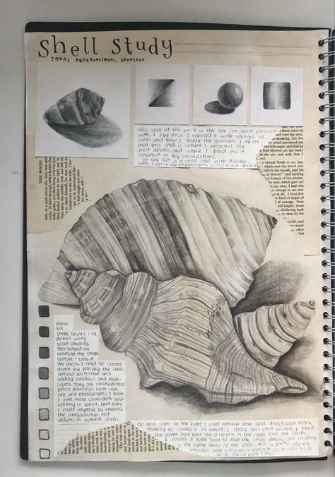 Tonal Drawing Gcse, Shell Observational Drawing, Tonal Study Gcse, Gcse Art Sketchbook Beach, Drawing Ideas Shading Sketch, Gcse Art Sketchbook Shells, Shells Gcse Art Sketchbook Pages, Shells Gcse Art, Art Workbook Ideas