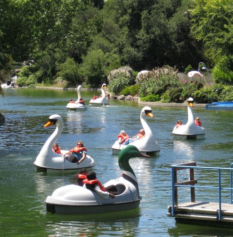 Swan and duck paddle boats. Swan Paddle Boat, Swan Boat Aesthetic, Paddle Boat Aesthetic, Pedal Boat Aesthetic, Paddle Boat Ideas, Duck Wedding, Swan Boat, Swan Boats, Paddle Boats