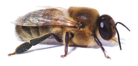 drone male bee - Google Search Wax Moth, Male Bee, Drone Bee, Different Bees, Varroa Mite, Types Of Bees, Bee Pictures, Bee Colony, Bees And Wasps