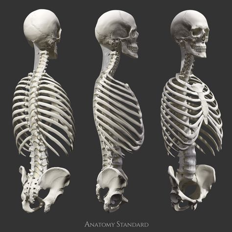 3D model of human skull, spine, pelvis and thorax. Includes joints of the spine. Human Rib Cage Anatomy, Spine Anatomy Drawing, Spine Reference, Thorax Anatomy, Pelvis Anatomy, Spine Anatomy, Human Skeleton Anatomy, Human Muscle Anatomy, Skull Anatomy