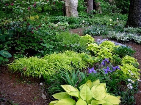 A Woodland Garden of Flowering Shrubs and perennials looks a little less natural here but is ok in a more formal part of a yard. Yellow lights up the shade. Shade Landscaping, Shade Garden Design, Florida Landscaping, Shade Garden Plants, Hosta Gardens, Backyard Vegetable Gardens, Low Maintenance Landscaping, Garden Shrubs, Forest Garden