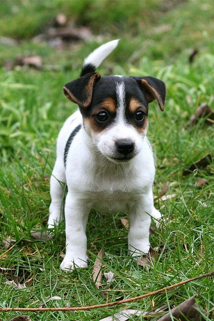 Jack Russel Terrier... Usually don't like them but he's cute! Jackrussel Puppy, Chien Jack Russel, Jack Terrier, Jack Russell Terrier Puppies, Jack Russell Puppies, Russel Terrier, Jack Russell Dogs, Jack Russells, Jack Russel