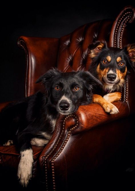 Dog Photography Ideas With Owner, Dog Photography Ideas, Mommy Photography, Dog Photoshoot Pet Photography, Dog Portrait Photography, Dog Shots, Dog Photoshoot, Animal Study, Dog Projects