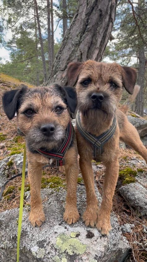 Border Terrier Puppy, Dog Types, Beautiful Borders, Border Terriers, Lakeland Terrier, Cute Borders, Raining Cats And Dogs, Animals Friendship, Border Terrier